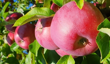 Rudens kā rudens